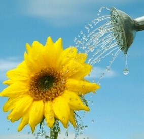 watering-can-flower-3